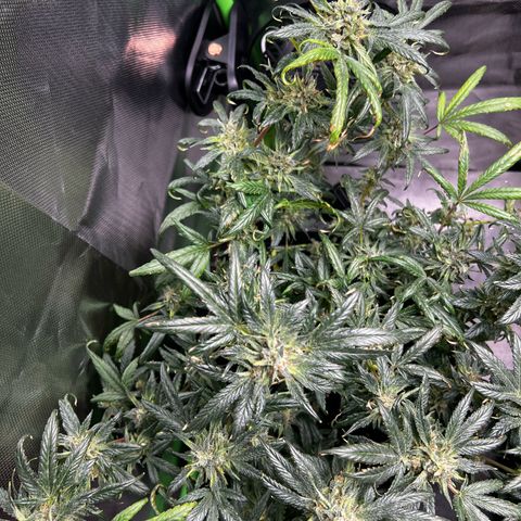 Gertrud #2 growlog timeline photo