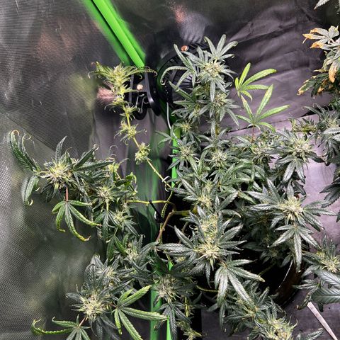 Gertrud #2 growlog timeline photo