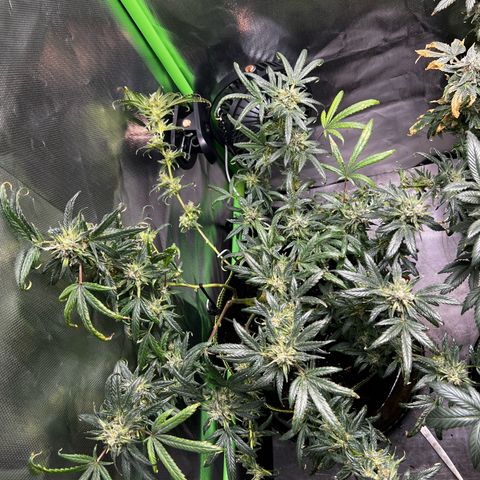 Gertrud #2 growlog timeline photo