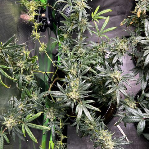 Gertrud #2 growlog timeline photo