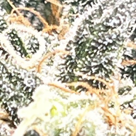 Gertrud #2 growlog timeline photo