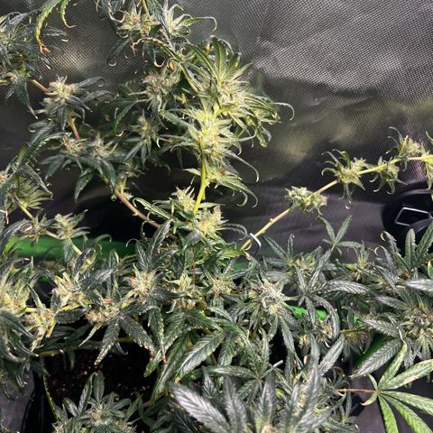 Gertrud #2 growlog timeline photo