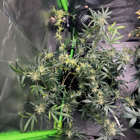 Gertrud #2 growlog timeline photo