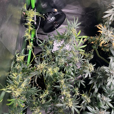 Gertrud #2 growlog timeline photo