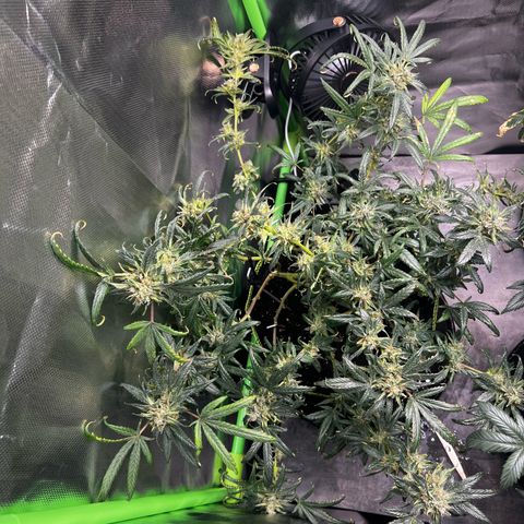 Gertrud #2 growlog timeline photo
