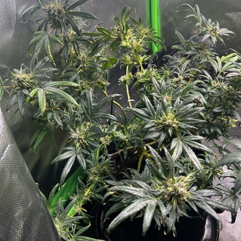 Gertrud #2 growlog timeline photo