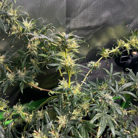 Gertrud #2 growlog timeline photo