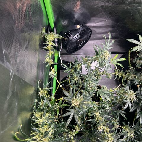 Gertrud #2 growlog timeline photo
