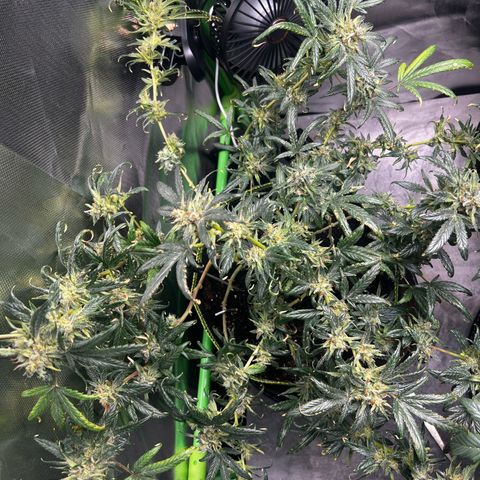 Gertrud #2 growlog timeline photo