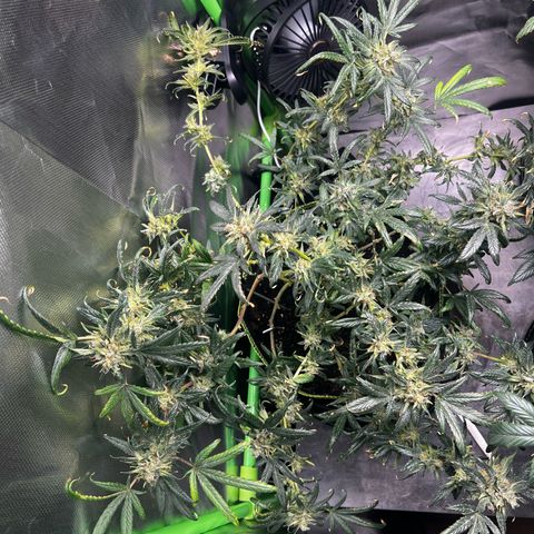Gertrud #2 growlog timeline photo