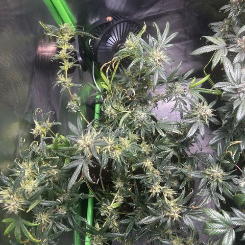 Gertrud #2 growlog timeline photo