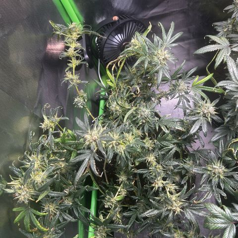Gertrud #2 growlog timeline photo