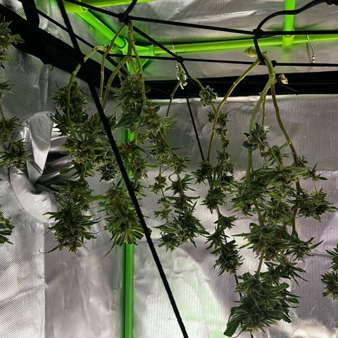 Gertrud #2 growlog timeline photo