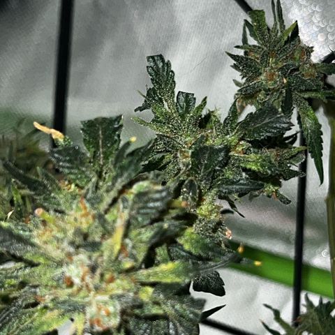 Gertrud #2 growlog timeline photo