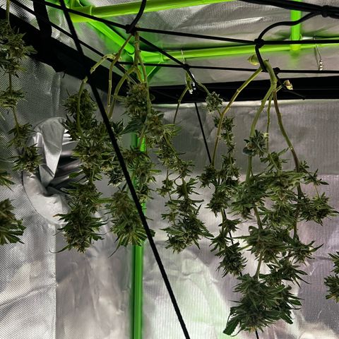 Gertrud #2 growlog timeline photo