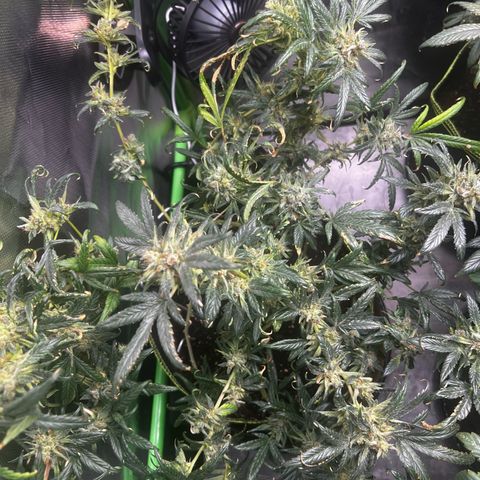 Gertrud #2 growlog timeline photo
