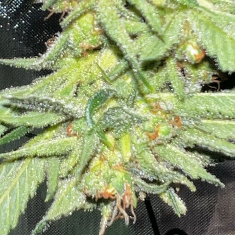 Gertrud #2 growlog timeline photo