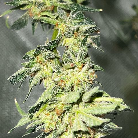 Gertrud #2 growlog timeline photo