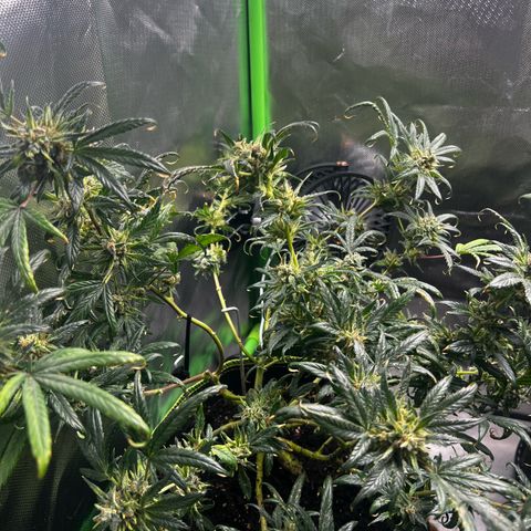 Gertrud #2 growlog timeline photo