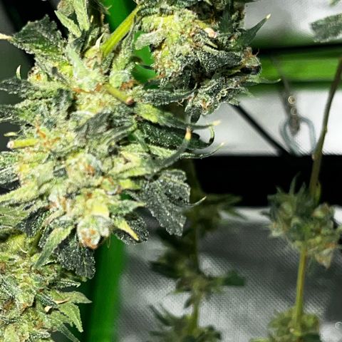 Gertrud #2 growlog timeline photo
