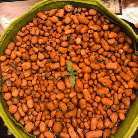 Auto Lemon 🍋 Kix growlog timeline photo