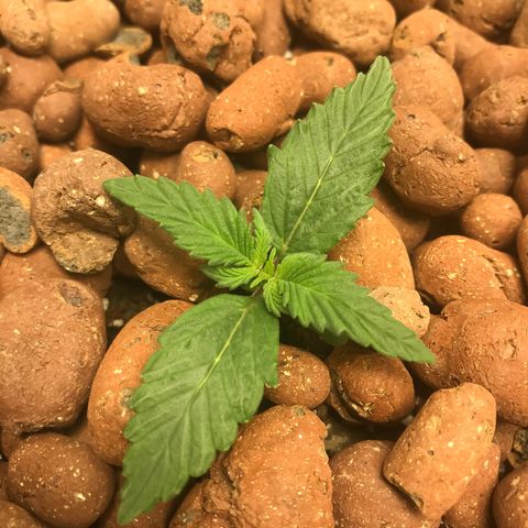 Auto Lemon 🍋 Kix growlog timeline photo