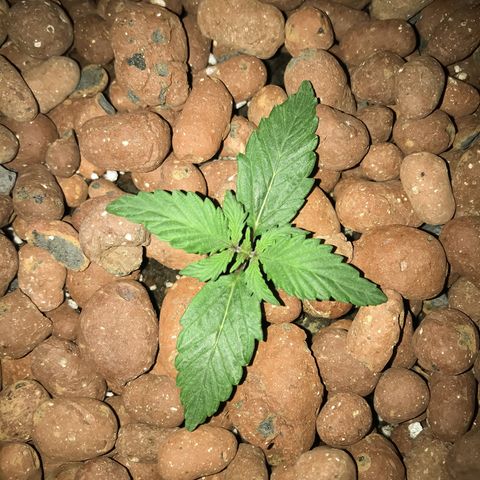 Auto Lemon 🍋 Kix growlog timeline photo