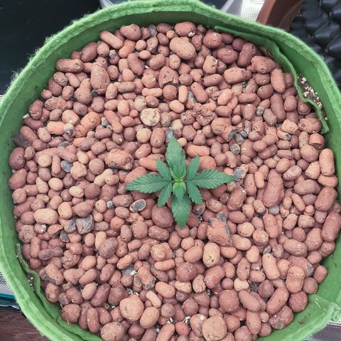 Auto Lemon 🍋 Kix growlog timeline photo
