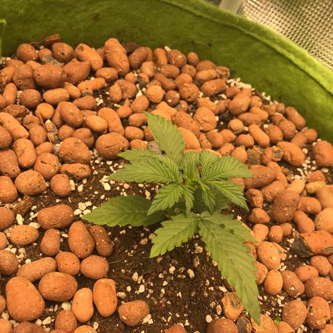 Auto Lemon 🍋 Kix growlog timeline photo