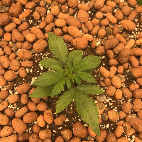 Auto Lemon 🍋 Kix growlog timeline photo