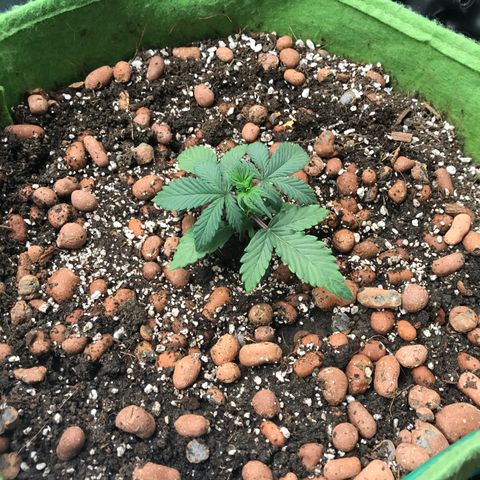 Auto Lemon 🍋 Kix growlog timeline photo