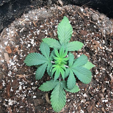 Auto Lemon 🍋 Kix growlog timeline photo
