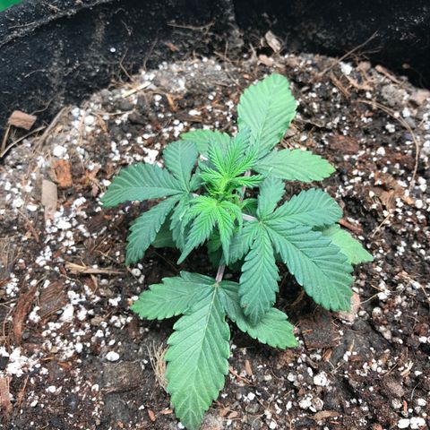Auto Lemon 🍋 Kix growlog timeline photo