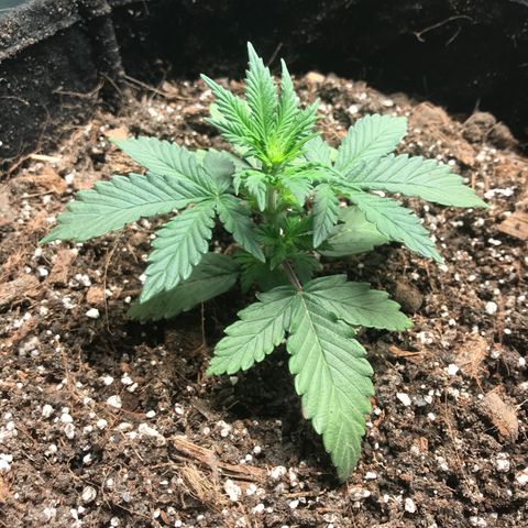 Auto Lemon 🍋 Kix growlog timeline photo