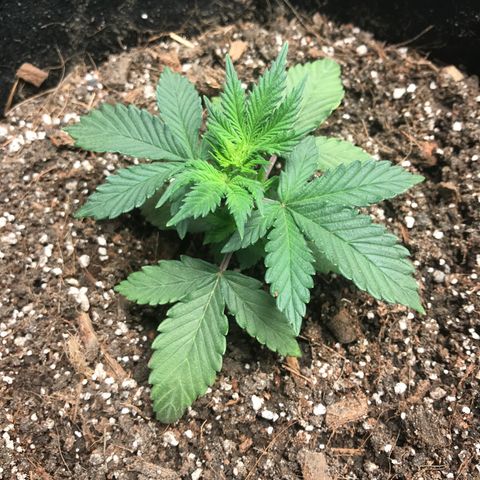 Auto Lemon 🍋 Kix growlog timeline photo