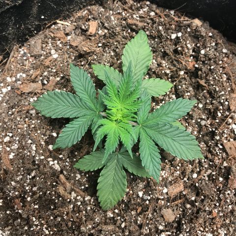 Auto Lemon 🍋 Kix growlog timeline photo