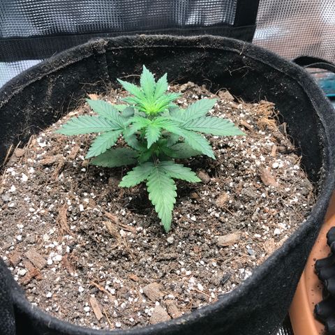 Auto Lemon 🍋 Kix growlog timeline photo