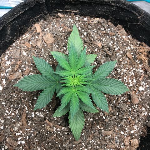 Auto Lemon 🍋 Kix growlog timeline photo