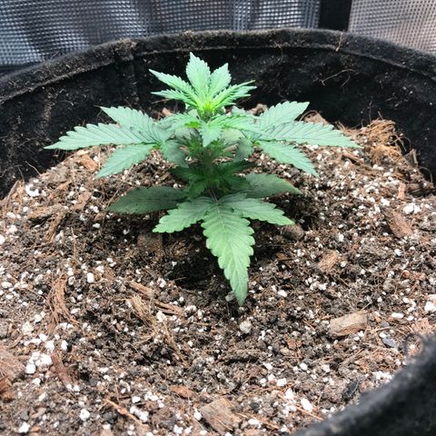 Auto Lemon 🍋 Kix growlog timeline photo