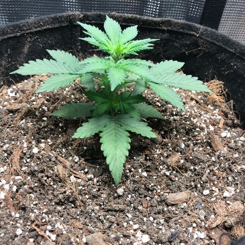 Auto Lemon 🍋 Kix growlog timeline photo