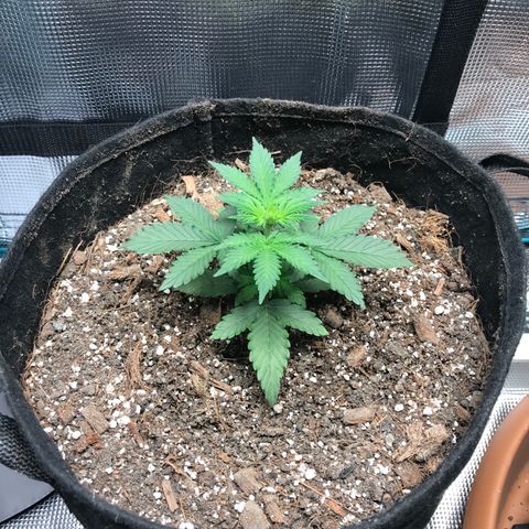 Auto Lemon 🍋 Kix growlog timeline photo