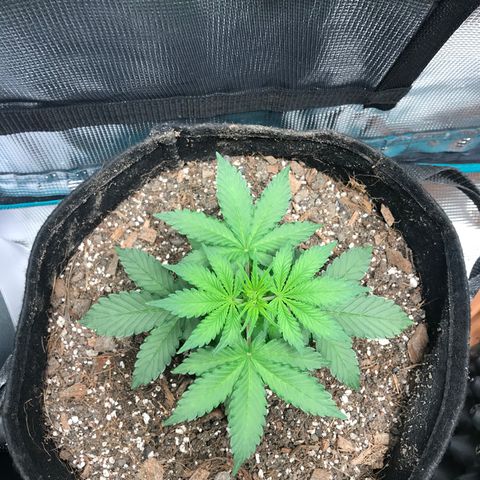 Auto Lemon 🍋 Kix growlog timeline photo