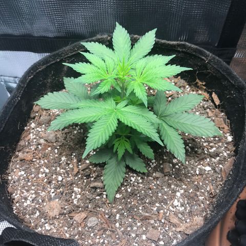 Auto Lemon 🍋 Kix growlog timeline photo
