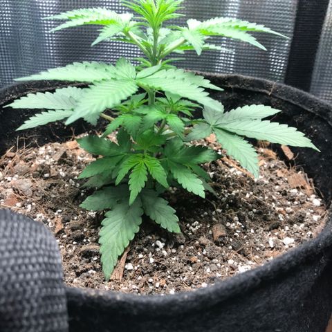 Auto Lemon 🍋 Kix growlog timeline photo