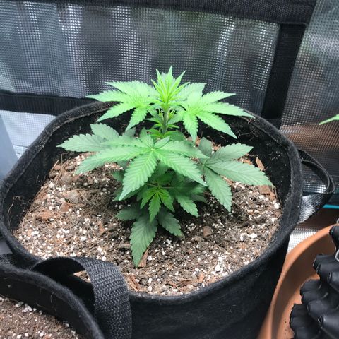Auto Lemon 🍋 Kix growlog timeline photo