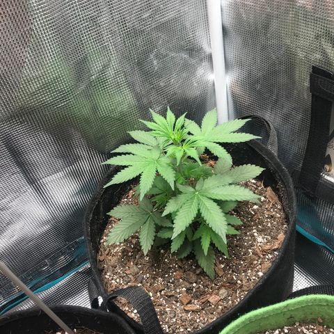 Auto Lemon 🍋 Kix growlog timeline photo