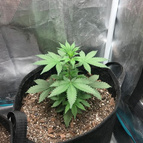 Auto Lemon 🍋 Kix growlog timeline photo