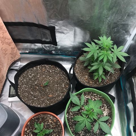 Auto Lemon 🍋 Kix growlog timeline photo