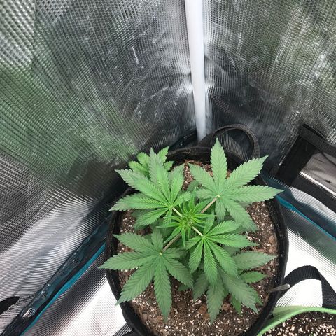 Auto Lemon 🍋 Kix growlog timeline photo