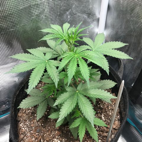 Auto Lemon 🍋 Kix growlog timeline photo